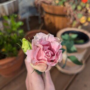 Meet your Posher, Kayla